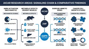 AICAR AMPK activation metabolic research infographic, Next Level Pharm