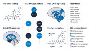 Oxytocin neuropeptide research mechanisms infographic, Next Level Pharm