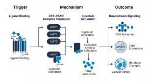 Infographic of amylin receptor signaling showing CTR-RAMP complex formation (AMY1, AMY2, AMY3), cAMP activation, and downstream cell signaling in research models