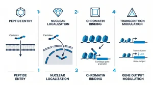 Infographic showing proposed Cartalax mechanism: short peptide enters cell nucleus, binds chromatin near cartilage gene promoters, and modulates gene output in vitro