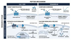 Infographic showing the combined research pathway of CJC-1295 (cAMP-PKA-CREB-GH synthesis) and ipamorelin (Gq-IP3-calcium-GH release) acting through separate receptors on pituitary somatotrophs