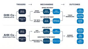 Side-by-side comparison of GHK-Cu and AHK-Cu in fibroblast and keratinocyte cell models, showing SPARC pathway, TGF-beta, SOD activity, and primary biomarkers for research reference