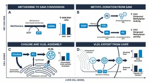 Infographic showing the Lipo-C lipid research pathway: methionine to SAM, SAM donating methyl groups, and choline supporting VLDL export in liver cell models