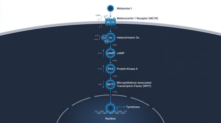 Diagram of MC1R signaling pathway showing Melanotan I binding, Gs protein, cAMP rise, PKA, MITF, and tyrosinase in melanocyte models
