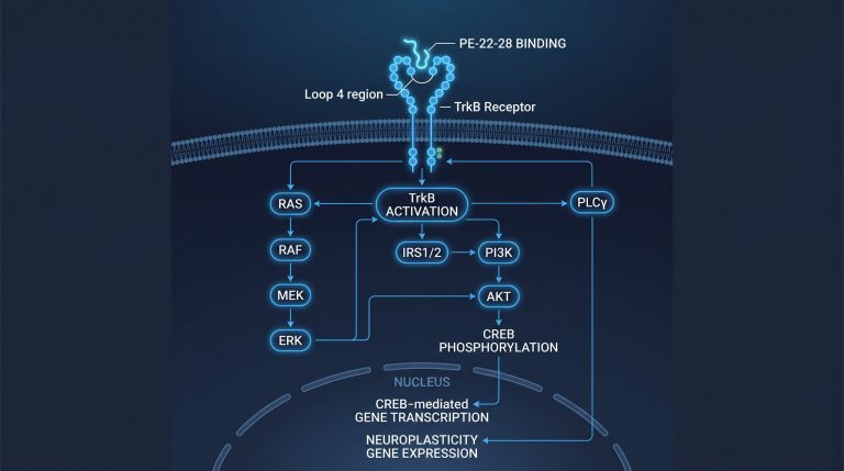 Diagram of the BDNF TrkB receptor signaling pathway showing PE-22-28 binding at the loop 4 region and downstream CREB phosphorylation cascade for laboratory reference