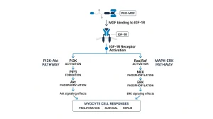 Infographic showing PEG-MGF binding to IGF-1R and activating PI3K-Akt and MAPK-ERK pathways in myocyte cell models