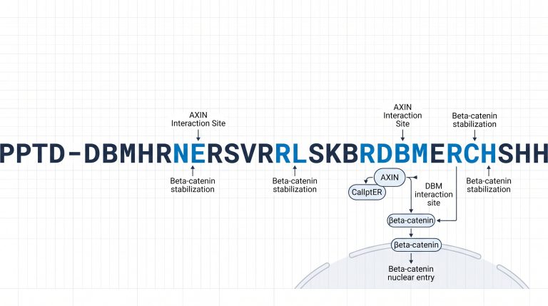 Diagram of the Wnt/beta-catenin signaling pathway showing AXIN, DBM interaction site, and beta-catenin nuclear entry