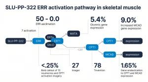 SLU-PP-322 ERR activation pathway showing CPT1 and MCAD gene expression in skeletal muscle