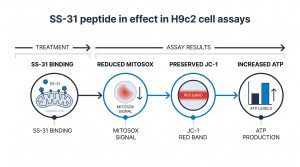 Flowchart showing SS-31 binding cardiolipin, reducing MitoSOX signal, preserving JC-1 red band, and increasing ATP in H9c2 assays 