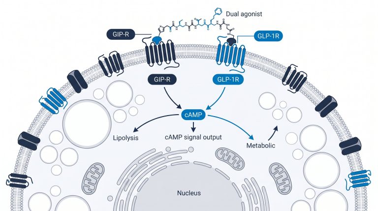 Molecular diagram showing tirzepatide dual binding at GIP-R and GLP-1R with cAMP signal output labeled for research reference