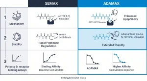 Three-row comparison table: Adamax vs Semax. Row 1 — Mechanism: both target ACTH(4-7) receptor, but Adamax has enhanced lipophilicity from adamantane group. Row 2 — Stability: Semax "rapid peptidase degradation in serum models"; Adamax "extended stability — adamantane blocks N-terminal cleavage". Row 3 — Potency in receptor binding assays: Adamax "reported higher affinity in cell models". Header row navy, electric blue for Adamax advantage cells, gray for Semax, research use only footer.