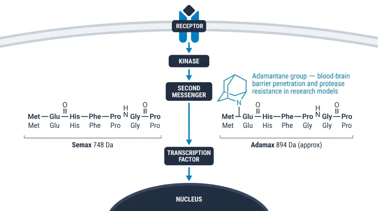 Side-by-side chemical structure comparison: Semax (left) vs Adamax (right). Semax shown as Met-Glu-His-Phe-Pro-Gly-Pro heptapeptide sequence blocks labeled with 3-letter amino acid codes. Adamax shown with identical backbone PLUS an adamantane cage structure (geometric diamond-carbon scaffold, navy line-drawing) attached to the N-terminus, labeled "Adamantane group — blood-brain barrier penetration and protease resistance in research models". Molecular weights below: "Semax 748 Da" vs "Adamax 894 Da (approx)". Electric blue for the adamantane modification highlight. White background, flat vector.