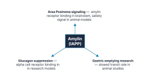 Three-mechanism radial diagram for amylin research: central node "Amylin (IAPP)" with three labeled spokes. Spoke 1 (top): "Area Postrema signaling — amylin receptor binding in brainstem, satiety signal in animal models". Spoke 2 (bottom-left): "Glucagon suppression — alpha cell receptor binding in research models". Spoke 3 (bottom-right): "Gastric emptying research — slowed transit rate in animal studies". Each spoke ends in a labeled mechanism box. Navy/blue palette, clean flat vector, research use only.
