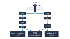 BDNF/TrkB downstream signaling fork: BDNF -> TrkB dimerization -> two parallel branches: (1) Ras -> Raf -> MEK -> ERK -> synaptic plasticity genes (left vertical column); (2) PI3K -> Akt -> mTOR -> cell survival genes (right vertical column). Both branches converge on CREB phosphorylation at bottom. Labeled with each kinase name and arrow direction. Dark navy/blue on white, parallel cascade layout.
