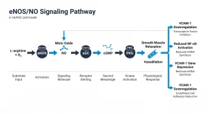 eNOS/NO signaling pathway in HUVEC cell model: L-arginine + O2 -> eNOS -> nitric oxide (NO) -> soluble guanylyl cyclase (sGC) -> cGMP -> PKG -> smooth muscle relaxation + vasodilation. Side annotation showing VCAM-1 downregulation as secondary outcome. Vertical cascade diagram with labeled enzymes, substrates, and outcomes.