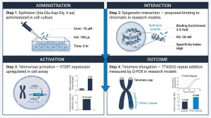 Four-step mechanism diagram for Epithalon research: Step 1 (top): "Epithalon (Ala-Glu-Asp-Gly, 4 aa) administered in cell culture". Step 2: "Epigenetic interaction — proposed binding to chromatin in research models". Step 3: "Telomerase activation — hTERT expression upregulated in cell assay". Step 4 (bottom): "Telomere elongation — TTAGGG repeat addition measured by Q-PCR in research models". Downward flow with connecting arrows. Electric blue highlights at each step, navy text, white background.