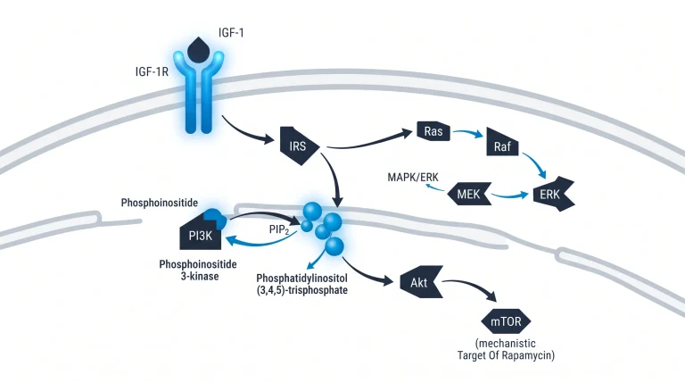 Diagram showing IGF-1 binding IGF-1R, IRS activation, PI3K activity, PIP2 to PIP3 conversion, and Akt recruitment at the cell membrane.
