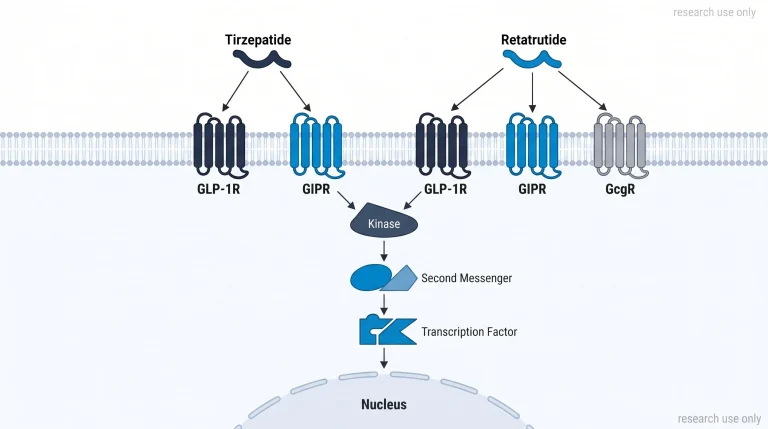 Receptor target comparison diagram: two peptide molecules (labeled "Tirzepatide" and "Retatrutide") shown binding to receptor proteins on a cell membrane. Tirzepatide sends two binding arrows to GLP-1R and GIPR (labeled). Retatrutide sends three binding arrows to GLP-1R, GIPR, and GcgR (labeled). Each receptor rendered as a colored transmembrane helix bundle — GLP-1R navy, GIPR electric blue, GcgR gray. Arrows use dashed lines for partial and solid for primary binding. Clean cell membrane layer across middle, research use only label.