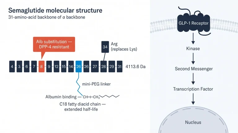 Diagram of semaglutide structure and sequence: 31-amino-acid backbone with Aib at position 8 replacing alanine for DPP-4 resistance, C18 fatty diacid chain via mini-PEG linker at lysine position 26 for albumin binding, arginine at position 34 instead of lysine, molecular weight approximately 4113.6 Da, GLP-1 receptor agonist analog for research purposes only
