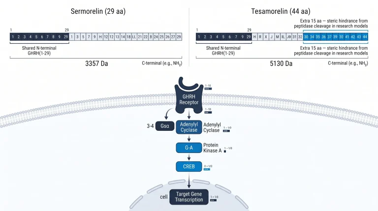 Two-column structural diagram: sermorelin (left, 29 aa) vs tesamorelin (right, 44 aa). Each shown as a horizontal sequence block with amino acid count labeled. Shared N-terminal "GHRH(1-29)" region highlighted in navy on both. Tesamorelin extension (aa 30-44) highlighted in electric blue with annotation "Extra 15 aa — steric hindrance from peptidase cleavage in research models". Molecular weights labeled below: "3357 Da" vs "5130 Da". C-terminal modifications noted. White background, flat editorial vector style.