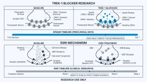 Two-row comparison infographic: TREK-1 blocker research (top row) vs SSRI mechanism (bottom row). Top row — Spadin: "TREK-1 channel blockade on first exposure — rapid onset in rodent forced swim models". Timeline bar shows response at Day 1 in preclinical data. Bottom row — SSRI: "Serotonin reuptake inhibition — weeks to clinical effect in human research". Timeline bar extends to Week 2-4. Side-by-side horizontal timeline comparison, electric blue for Spadin bar, gray for SSRI bar. Research use only footer.