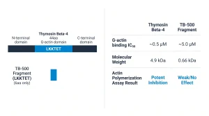 Domain map comparison: top row = Thymosin Beta-4 (44aa, full-length) shown as a horizontal bar divided into functional regions — N-terminal domain, central LKKTET G-actin domain (highlighted blue), and C-terminal domain; bottom row = TB-500 Fragment (LKKTET, 6aa only) shown as a short blue bar aligned under the TB-4 domain. Side table shows: G-actin binding IC50 (TB-4 vs TB-500), molecular weight, and actin polymerization assay result for each.
