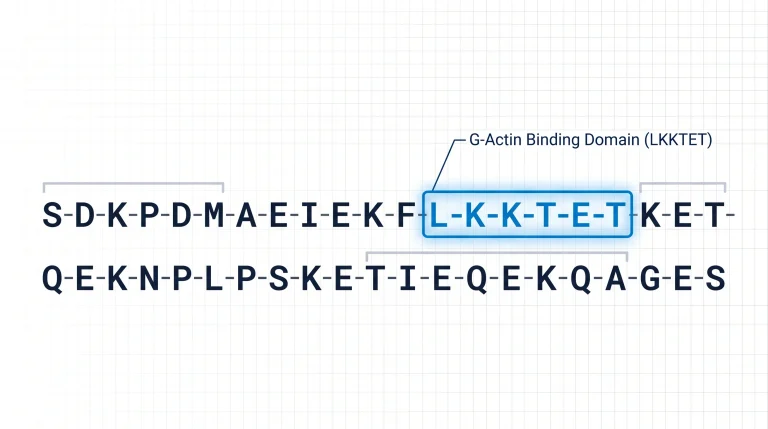 Full 44-amino acid Thymosin Beta-4 sequence rendered as a horizontal chain of single-letter amino acid codes in monospace font: S-D-K-P-D-M-A-E-I-E-K-F-D-K-S-K-L-K-K-T-E-T-Q-E-K-N-P-L-P-S-K-E-T-I-E-Q-E-K-Q-A-G-E-S. Residues 17-23 (L-K-K-T-E-T) boxed with electric blue rectangle, labeled "G-Actin Binding Domain (LKKTET)" with a leader-line callout. Remaining sequence in navy on white background. Residues annotated with secondary structure indicators (alpha-helix brackets).