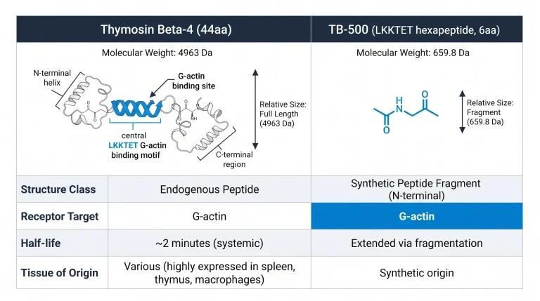 Side-by-side structural comparison: left column shows Thymosin Beta-4 (44aa) as a ribbon-style amino acid chain with all domains labeled (N-terminal helix, central LKKTET G-actin binding motif highlighted blue, C-terminal region); right column shows TB-500 (LKKTET hexapeptide, 6aa) as a compact 6-residue chain in electric blue. Both panels annotated with molecular weight, G-actin binding site marker, and relative size arrow.