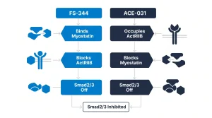 Side-by-side comparison of Follistatin-344 and ACE-031 showing binding mechanism, molecular size, and Smad2/3 pathway, on a white background
