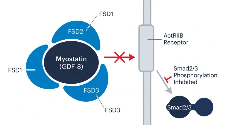 Structural diagram of Follistatin-344 showing three follistatin domains binding to myostatin (GDF-8), with ActRIIB receptor blocked and Smad2/3 signaling pathway inhibited, on a white background