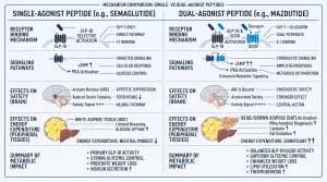 comparing the mechanisms of single-agonist GLP-1 peptides like semaglutide versus dual-agonist peptides like mazdutide, highlighting effects on satiety and energy expenditure. 