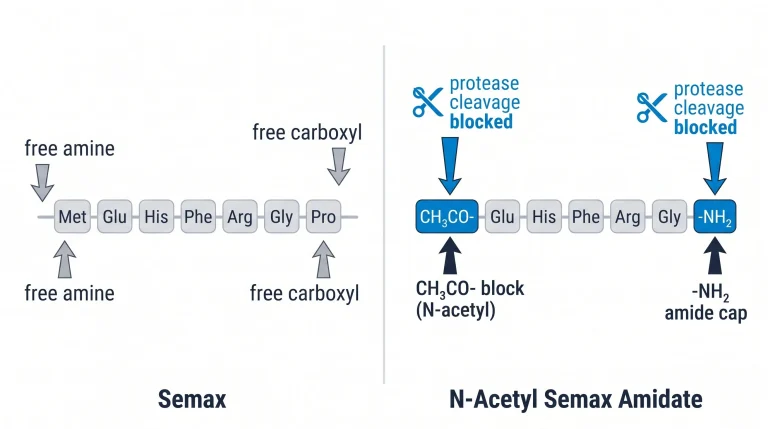 Structural diagram comparing Semax and N-Acetyl Semax Amidate side by side, highlighting the N-acetyl group at the N-terminus and the amide group at the C-terminus, on a clean white background