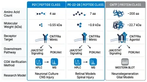 Side-by-side comparison of P21, PE-22-28, and full-length CNTF showing molecular weight, receptor target, and COA verification method, with HPLC and MS icons