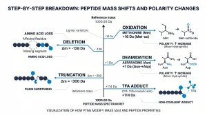 Step-by-step breakdown of how oxidation (+16 Da) and deamidation (+1 Da) alter peptide mass and polarity, with examples of affected amino acids (methionine, asparagine).