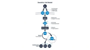 Step-by-step immune signaling pathway showing TA-1, TLR2/TLR9 interaction, and downstream NF-kB activation in a dendritic cell model.