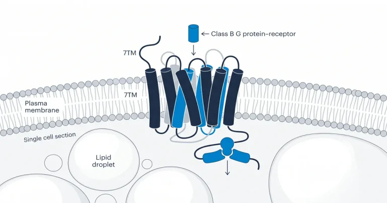 GLP-1 Receptor Structure: Class B GPCR Research Explained