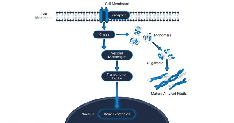Peptide Aggregation: How Fibrils Form and What Studies Show