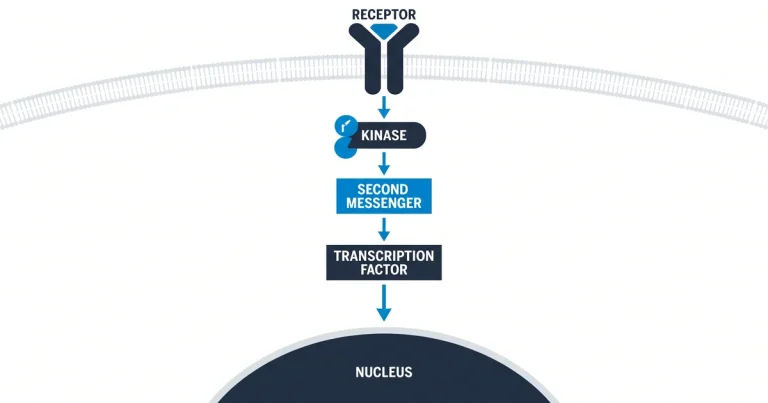 Thymosin Alpha-1 vs Thymalin: Immune Peptide Research Compared