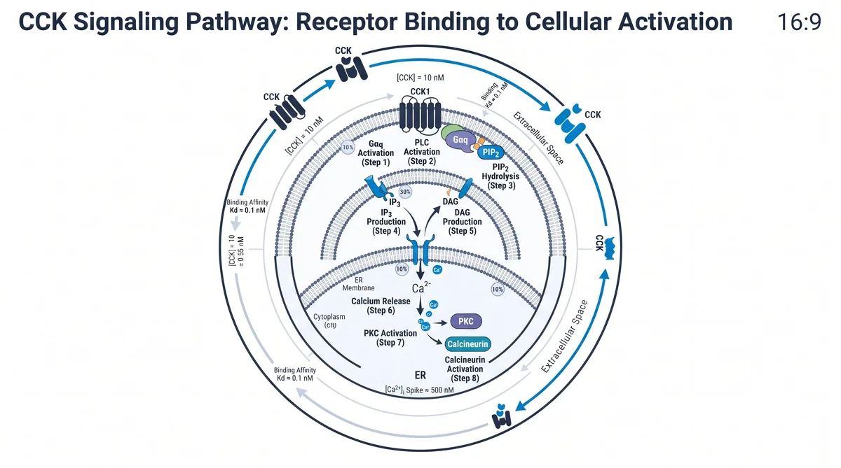 Research infographic showing cck peptide research: cholecystokinin receptor studies data for laboratory comparison studies