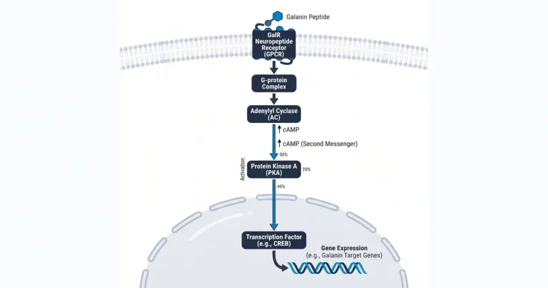 Galanin Peptide Research: GalR Neuropeptide Receptor