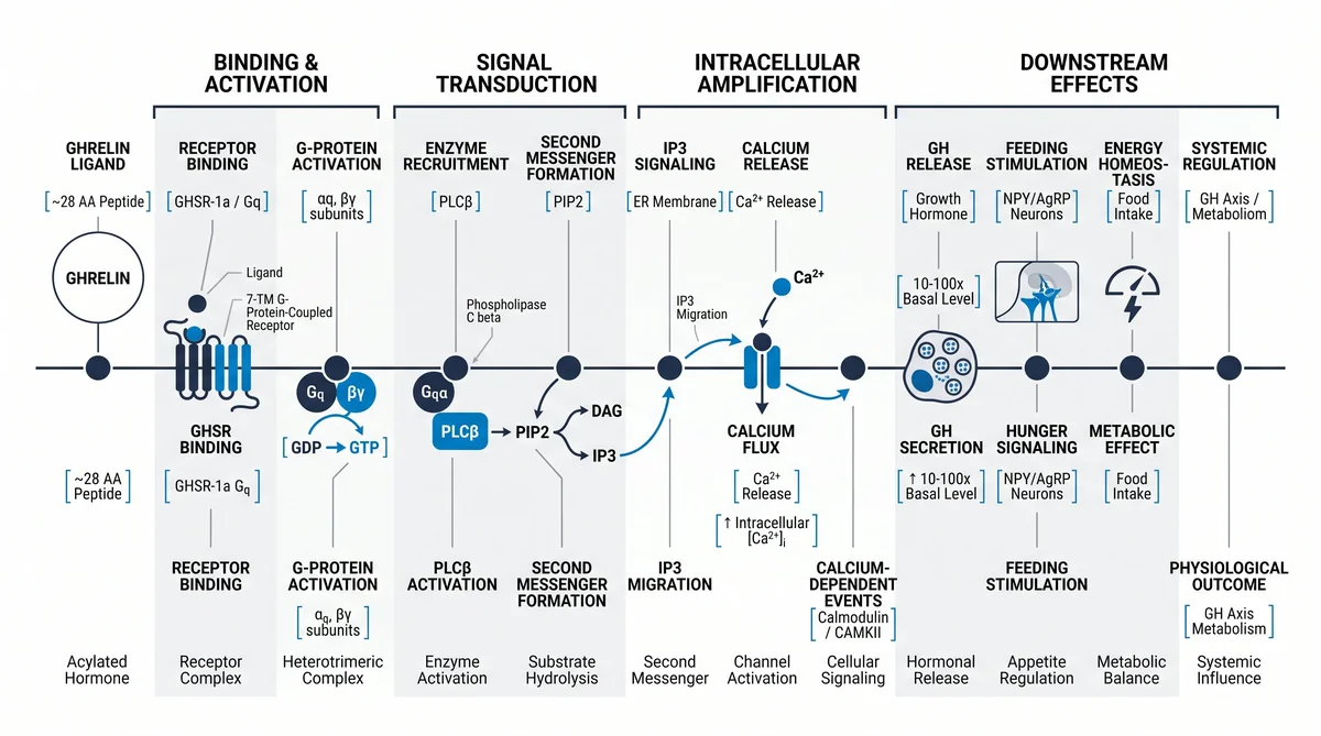 Research infographic showing ghrelin peptide research: ghsr receptor mechanism data for laboratory comparison studies