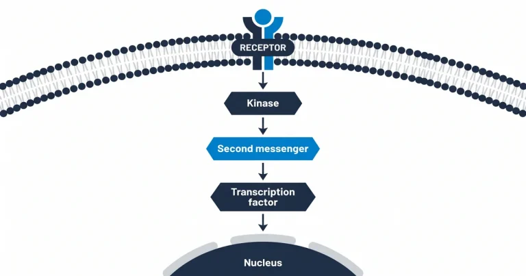 Diagram illustrating the workflow of peptide analysis according to ICH Q6B guidelines, from synthesis to characterization.