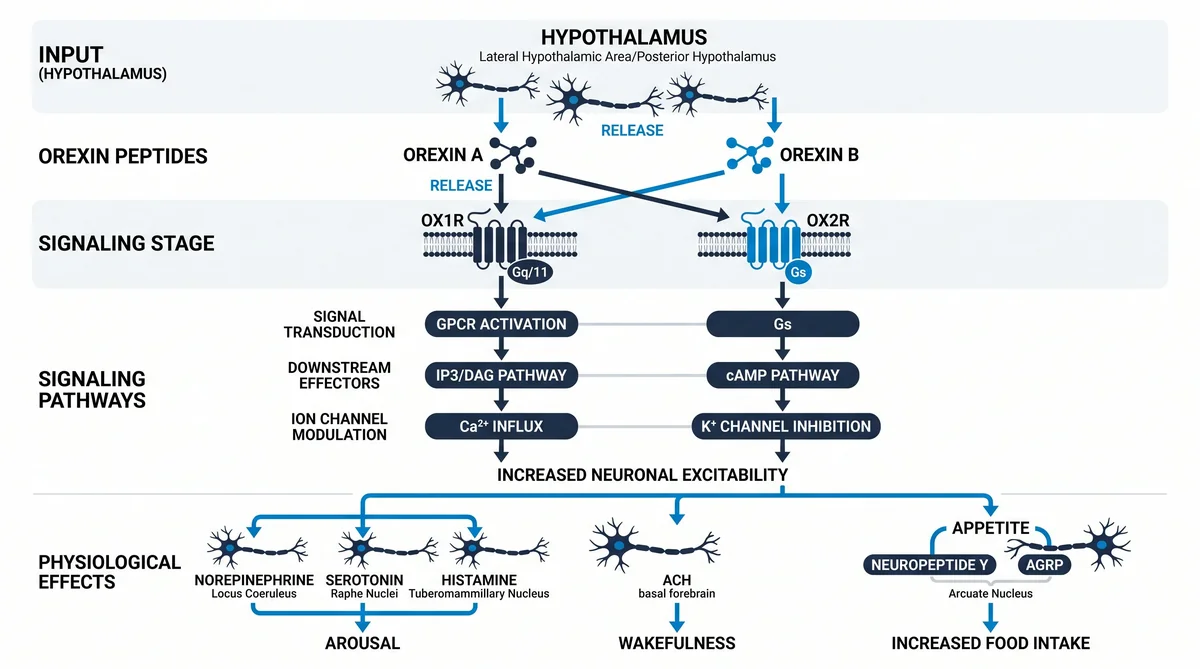 Research infographic showing orexin hypocretin peptide research: receptor studies data for laboratory comparison studies