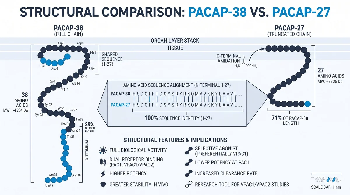 Research infographic showing pacap peptide research: adenylate cyclase studies data for laboratory comparison studies