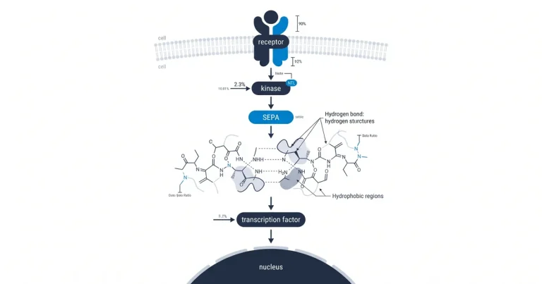 Diagram showing two peptide monomers with labels for hydrogen bonds and hydrophobic regions, illustrating the forces driving intermolecular dimerization.