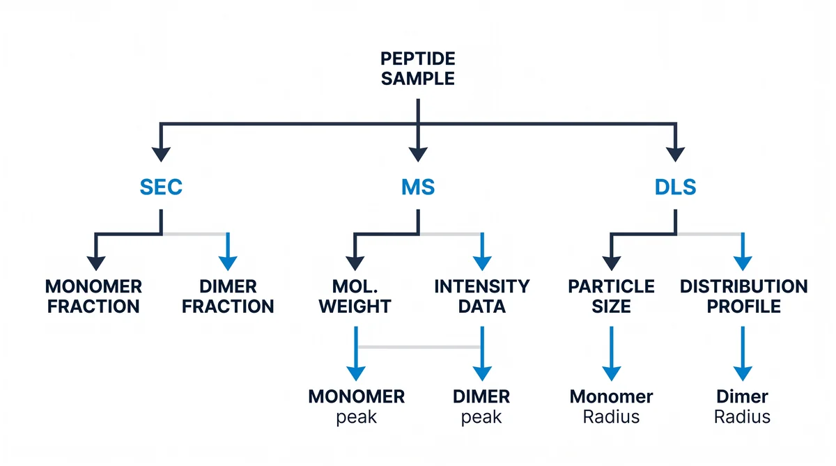 Peptide Dimerization Research: Intermolecular Studies — research infographic